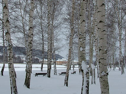 Pillnitz, Dresda, inverno, neve, castello, la neve, castello, temperatura fredda, albero, natura, scena tranquilla, pianta, architettura, scenics - natura, terra, ambiente, la tranquillità, bellezza nella natura, Colore bianco, tronco d'albero, nessuno, tronco, giorno, struttura costruita, all'aperto, tempo estremo, nevicando, 1080P, CC0, dominio pubblico, privo di copyright