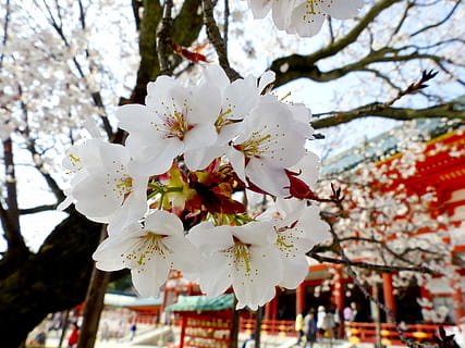branco, vermelho, flores, sakura, árvore, templo, Primavera, natureza, cereja, Flor, florescendo, Rosa, ramo, floral, japonês, temporada, plantar, jardim, Japão, jardinagem, pétala, natural, desenhar, romântico, céu, fresco, Ásia, oriental, dia, planta com flores, fragilidade, frescura, crescimento, focar em primeiro plano, Flor de cerejeira, vulnerabilidade, beleza na natureza, cor branca, fechar-se, galho, Árvore de cereja, cabeça de flor, ninguém, pólen, ao ar livre, 2K, CC0, domínio público, royalty free