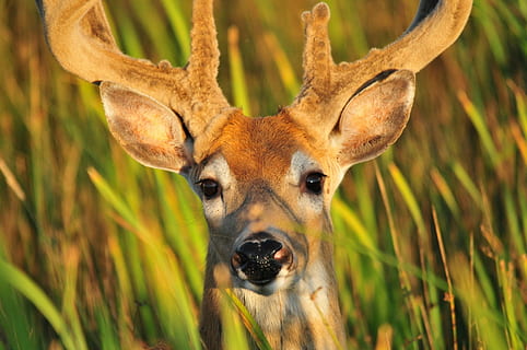 cerf, mâle, portrait, faune, la nature, bois, tête, orienté vers, en plein air, fermer, regardant, thèmes animaux, un animal, animal, mammifère, animaux à l'état sauvage, la faune des animaux, plante, regarder la caméra, herbe, partie du corps de l'animal, personne, vertébré, journée, tête d'animal, terre, herbivore, 1080P, CC0, domaine public, libre de droits