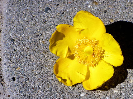 blomst, sommer, gul, petal, gul blomst, natur, sommerplanter, blomstrende plante, skjørhet, sårbarhet, blomsterhodet, inflorescence, anlegg, skjønnhet i naturen, friskhet, vekst, nærbilde, dag, høy vinkel visning, ingen folk, utendørs, pollen, våren, mykhet, 4K, CC0, offentlig domene, opphavsrett gratis