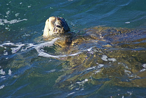 zeeschildpad, maui, Hawaii, zoogdier, water, dierlijke thema's, één dier, dier, dieren in het wild, zee, natuur, dierenleven, zwemmen, waterkant, geen mensen, dag, onderwater-, gewerveld, waterdier, buitenshuis, hoge hoekmening, golfde, dierenkop, zeehond - dier, mond open, marinier, 4K, CC0, publiek domein, royaltyvrij