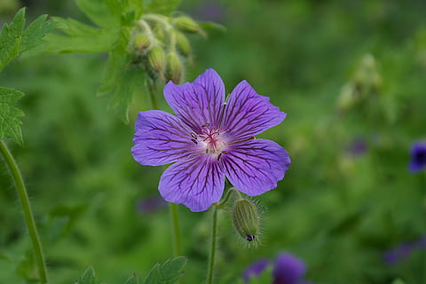 nærbilde, bilde, lilla, petaled blomst, storkenebb, blomstre, blomst, stemple, anlegg, fiolett, geranium platypetalum, hageanlegg, prydplante, geranium hybrid, stor pelargon, blå fiolett, grønn, geranium drivhus, bunndekke, stamen, pollenbærere, utholdenhet, blomsterblader, natur, sommer, blomstrende plante, skjørhet, sårbarhet, skjønnhet i naturen, friskhet, vekst, blomsterhodet, inflorescence, petal, fokusere på forgrunnen, ingen folk, pollen, grønn farge, dag, 5K, CC0, offentlig domene, opphavsrett gratis