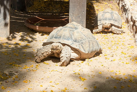 skildpadde, Zoo, gigantiske skildpadde, krybdyr, dyreliv, dyre temaer, dyr, hvirveldyr, et dyr, dyr i naturen, skal, dyreskal, skildpadde skal, ingen mennesker, natur, dyr i fangenskab, udendørs, kravle, dag, jord, sollys, marine, 4K, CC0, offentligt domæne, royaltyfrie