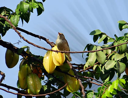 tallarol, dharwad, Índia, ocell, volar, ales, ploma, vida salvatge, bec, salvatge, dom, a l'aire lliure, aviària, majestuós, criatura, desert, naturalesa, mamífer, vertebrats, animal, branca, arbre, fruita, full, menjar, menjar i beguda, un animal, vista d’angle baix, part de la planta, planta, temes d'animals, fauna animal, animals a la natura, posat, creixement, color verd, cap gent, dia, bellesa a la natura, 2K, CC0, domini públic, lliure de regalies