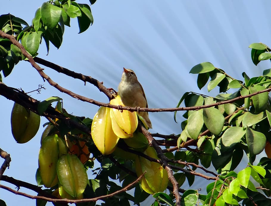 tallarol, dharwad, Índia, ocell, volar, ales, ploma, vida salvatge, bec, salvatge, dom, a l'aire lliure, aviària, majestuós, criatura, desert, naturalesa, mamífer, vertebrats, animal, branca, arbre, fruita, full, menjar, menjar i beguda, un animal, vista d’angle baix, part de la planta, planta, temes d'animals, fauna animal, animals a la natura, posat, creixement, color verd, cap gent, dia, bellesa a la natura, 2K