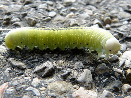 Makrofotografie, Tabak-Hornwurm, hellgrün, Raupe, Grün, groß, Larve, Birkenwespe, Linie, Punkte, Füße, Tierwelt, ein Tier, Tier, Tiere in freier Wildbahn, Tierthemen, keine Leute, Nahansicht, Natur, wirbellos, Insekt, solide, Tag, Rock, draußen, Rock - Objekt, Wasser, Tierkörperteil, Zoologie, Meer, Marine, 2K, CC0, gemeinfrei, lizenzfrei