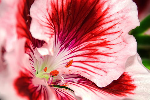 edelgeranie, pelargonium, fiore, geranio, fiorire, fioritura, pianta del balcone, colorato, rosso, rosa, pianta del contenitore, colore, pelargoni, pelargonium grandiflorum, gerani inglesi, pianta della casa, pianta ornamentale, nobile pelargonium, balcone, pianta, arancia, pianta fiorita, freschezza, bellezza nella natura, avvicinamento, petalo, testa di fiore, infiorescenza, fragilità, vulnerabilità, colore rosa, polline, crescita, messa a fuoco selettiva, natura, macro, stame, nessuno, morbidezza, 2K, CC0, dominio pubblico, privo di copyright