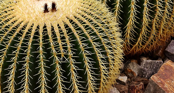 echinocactus, Messico, riposa in pace, cactus, cactus palla d'oro, verde, pianta, echinocactus grusonii, sperone, serra di cactus, cactaceae, sferico, coperto di spine, spinoso, flora, nessuno, pianta succulenta, avvicinamento, giorno, natura, modello, spina, spillo, all'aperto, modello naturale, concentrarsi sulle conoscenze acquisite, cactus di botte, animale, bellezza nella natura, vista dall'alto, Marrone, luce del sole, strutturato, 4K, CC0, dominio pubblico, privo di copyright