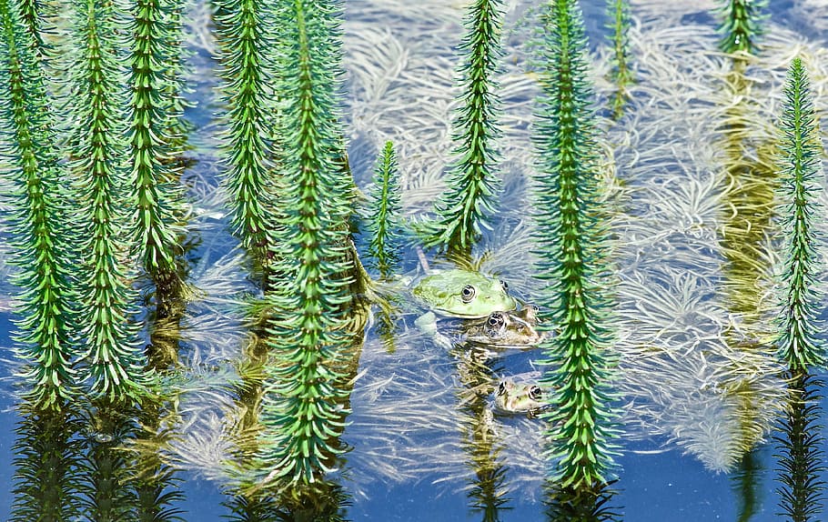 Frösche, Froschpaar, Kröte, Amphibien, Grün, Teich, Tier, sitzender Frosch, Gartenteich, grüne Farbe, Natur, Wachstum, Pflanze, Tag, Schönheit in der Natur, Tierthemen, Baum, keine Leute, Tierwelt, Nahansicht, ein Tier, draußen, Tiere in freier Wildbahn, Wasser, Kiefer, Land, Hintergründe, Fokus auf den Vordergrund, Nadelbaum, 4K