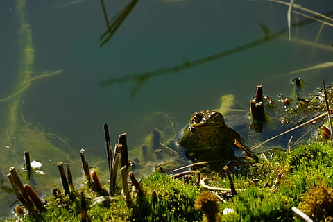 waters, nature, toad, pond, plant, water, lake, growth, day, green color, no people, beauty in nature, outdoors, sunlight, animals in the wild, tranquility, animal wildlife, animal, cactus, animal themes, cattail, 5K, CC0, public domain, royalty free