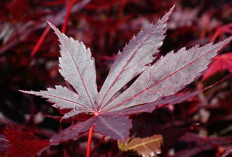 bordo japonês, árvore, folha, Primavera, fechar-se, parte da planta, plantar, vermelho, natureza, outono, crescimento, beleza na natureza, ninguém, dia, focar em primeiro plano, foco seletivo, ao ar livre, mudança, terra, vulnerabilidade, frescura, fragilidade, tranquilidade, folha de Carvalho, marrom, 2K, CC0, domínio público, royalty free