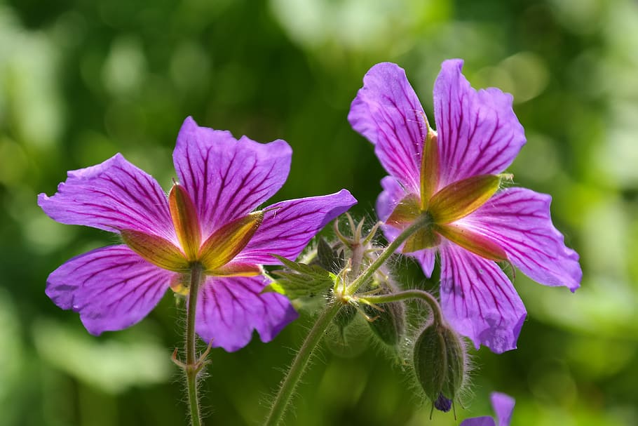cranesbill, fiorire, fioritura, pianta, fiore, viola, geranio platypetalum, pianta da giardino, pianta ornamentale, geranio ibrido, grande geranio, blu viola, verde, serra di geranio, copertura del terreno, stame, stami, resistenza, petali di fiori, pianta fiorita, vulnerabilità, fragilità, freschezza, bellezza nella natura, petalo, infiorescenza, crescita, testa di fiore, avvicinamento, concentrarsi sulle conoscenze acquisite, natura, nessuno, giorno, messa a fuoco selettiva, colore verde, polline, all'aperto, sepalo, 5K