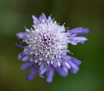 scabiosa, porpra, blau, naturalesa, flora, flor, planta amb flors, vulnerabilitat, frescor, fragilitat, planta, bellesa a la natura, pètal, cap de flor, creixement, inflorescència, primer pla, enfocament selectiu, cap gent, dia, botànica, a l'aire lliure, pol·len, lila, 4K, CC0, domini públic, lliure de regalies