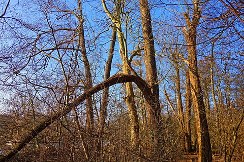 Wald, Holz, Baum, Kofferraum, Ast, kahler Baum, Winter Baum, gefällter Baum, schnappte Kofferraum, geteilter Kofferraum, Borke, goldener Sonnenschein, Pflanze, Himmel, Natur, Ruhe, Flachwinkelansicht, Baumstamm, Tag, keine Leute, Land, Szenen - Natur, Wachstum, Schönheit in der Natur, draußen, ruhige Szene, klarer Himmel, 5K, CC0, gemeinfrei, lizenzfrei