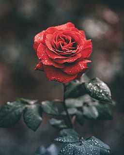 rot, Rose, selektiv, Fotografie, Rosen, Blume, Grün, Blatt, Pflanze, Wasser, nass, Regen, Tropfen, Garten, Natur, Blütenblatt, Liebe, Nahansicht, Schönheit in der Natur, Frische, blühende Pflanze, Zerbrechlichkeit, Blütenkopf, Verletzlichkeit, Blütenstand, Wachstum, Fokus auf den Vordergrund, keine Leute, Tag, draußen, 5K, CC0, gemeinfrei, lizenzfrei