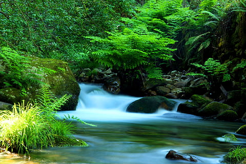 agua, kaskad, kapa, höst, cabreia, Vouga, skog, lång exponering, natur, vatten, grön färg, vattenfall, träd, växt, rörelse, skönhet i naturen, scenics - natur, flödande vatten, suddig rörelse, tillväxt, sten, inget folk, fast, flod, rock-objekt, utomhus, regnskog, strömmande, kraft i naturen, fallande vatten, 5K, CC0, offentligt domän, royaltyfria