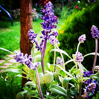 Salbei, Pflanzen, violett, Natur, Garten, lila Blume, lilane Blumen, lila, Blume, grüne Farbe, Lavendel, draußen, blühende Pflanze, Pflanze, Zerbrechlichkeit, Frische, Verletzlichkeit, Schönheit in der Natur, Wachstum, Nahansicht, Blütenblatt, keine Leute, Tag, Fokus auf den Vordergrund, Blütenkopf, Pflanzenstamm, Blütenstand, Park, 1080P, CC0, gemeinfrei, lizenzfrei