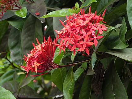 ixora, červená květina, květ, Červené, Martinique, exotický, ostrov, tropické květiny, rostlina, Příroda, botanika, flóra, tropický, karibský, kvetoucí rostlina, zranitelnost, křehkost, rostlinné části, svěžest, krása v přírodě, list, detail, okvětní lístek, růst, květenství, zelená barva, květu hlavy, den, zaměřit se na popředí, nikdo, venku, 4K, CC0, veřejná doména, bez autorských práv