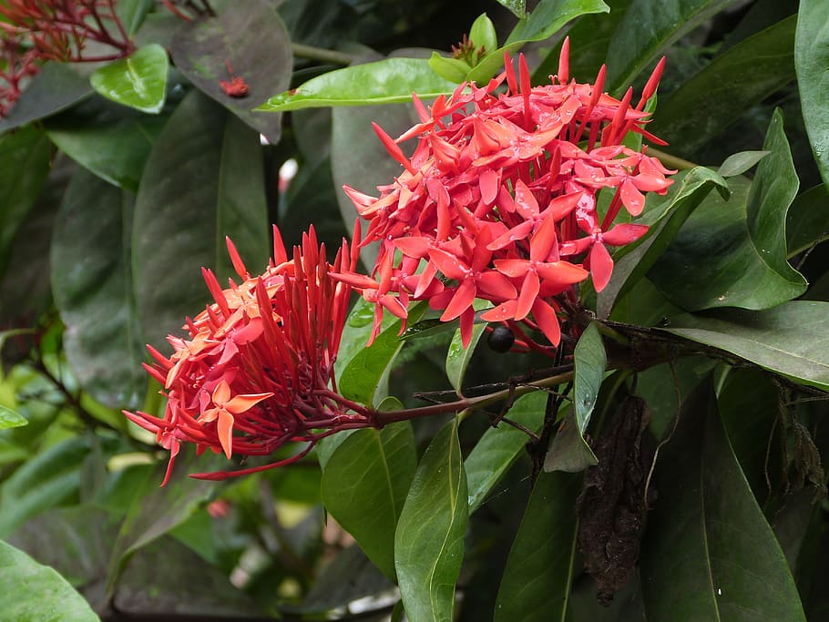 ixora, flor vermella, flor, vermell, martinique, exòtic, illa, flor tropical, planta, naturalesa, botànica, flora, tropical, Carib, planta amb flors, vulnerabilitat, fragilitat, part de la planta, frescor, bellesa a la natura, full, primer pla, pètal, creixement, inflorescència, color verd, cap de flor, dia, centrar-se en primer pla, cap gent, a l'aire lliure, 4K