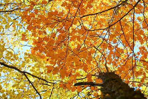 groc, tardor, fulles, arbre, branques, alt, en viu, naturalesa, fulles seques, paisatge, bosc, planta, primavera, hivern, les fulles són, color, dia, composició, llum del dia, ambiental, al matí, fons, perspectiva, bonic, fotografia, textura, vermell, colors vius, enfocament selectiu, ningú, foto, branca, canvi, vista d’angle baix, bellesa a la natura, creixement, color taronja, part de la planta, cap gent, full, tranquil·litat, a l'aire lliure, cel, escenics - natura, copa de l'arbre, fulla d'auró, condició natural, col·lecció de tardor, 5K, CC0, domini públic, lliure de regalies