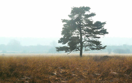mgła, jesień, nastrój, atmosfera, jesień, nastrój, jesienne światło, nastrój pogody, Natura, drzewo, sosna, krajobraz, cumować, światło, szeroki, ochrona przyrody, rezerwat przyrody, wrzosowiska, mokradła, trawa, trawy, bagno, bagienny, wilgotny, samotny, wycieczka, venn, Belgia, pole, żadnych ludzi, dzień, roślina, spokój, piękno natury, środowisko, spokojna scena, wylądować, niebo, wzrost, scenics - natura, scena pozamiejska, idylliczny, na dworze, mglisty, odosobniony, 2K, CC0, domena publiczna, darmowe zdjęcia