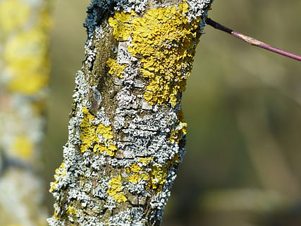 lišejník, list, prýmek, schuesselflechte, opletení listů, modrá šedá, parmelia sulcata, obyčejný gelbflechte, větev, xanthoria parietina, tkát, žlutá, strom, houba, mykobionten, photobionten, phytobionten, zelené řasy, chlorofyta, sinice, laubflechte, šedý laubflechte, sulcatflechte, typ tkaní, nažloutlý, nazelenalý, modravě šedá, ručně pletené, zaměřit se na popředí, kmen stromu, detail, den, kufr, rostlina, růst, Příroda, texturou, nikdo, hrubý, venku, mech, krása v přírodě, rostlinné kůry, kůra, 4K, CC0, veřejná doména, bez autorských práv