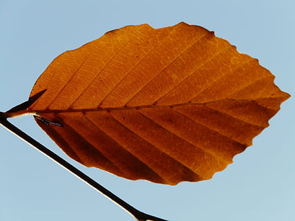 frunze, singuratic, singur, fag, fagus sylvatica, Fagus, toamna de aur, aurul octombrie, toamnă, octombrie, pădure, de aur, luminos, toamna pădure, toamna frunze, parte a plantelor, cer senin, natură, a închide, nici o persoana, zi, Schimbare, cer, în aer liber, maro, albastru, vena frunzelor, modelul natural, frumusețe în natură, culoare portocalie, galben, model, vedere unghiulară joasă, 2K, CC0, domeniu public, fără drepturi de autor