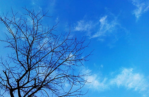 træ, grene, bar, natur, vejr, himmel, blå, bare træ, sky - himmel, lav vinkel visning, afdeling, skønhed i naturen, plante, ingen mennesker, scenics - natur, udendørs, silhuet, ro, dag, miljø, vækst, ikke-urbane scene, trætop, direkte under, 1080P, CC0, offentligt domæne, royaltyfrie