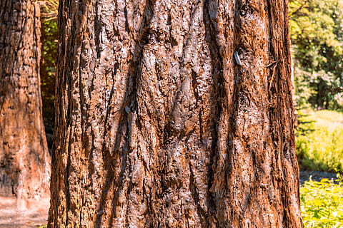 arbre, sequoia, bosc, tribu, enorme, xiprer sota vidre, vell, vall de lliri, kaiserstuhl, tronc de l'arbre, tronc, planta, textura, naturalesa, marró, patró, cap gent, escorça de la planta, dia, primer pla, terra, aspre, creixement, patró natural, a l'aire lliure, fons, bellesa a la natura, pi, arbre de coníferes, condició natural, escorça, fusta de pi, bosc de pi, 5K, CC0, domini públic, lliure de regalies