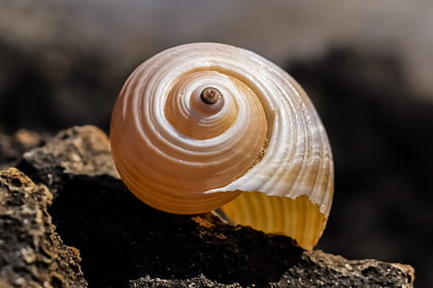 shell, strand, natur, muslingeskal, skal, strand, sommer, snegl, et dyr, spiralformet, dyre temaer, tæt på, dyreliv, dyr, dyreskal, solid, dyr i naturen, ingen mennesker, klippe, hvirvelløse, naturligt mønster, rock-objekt, skønhed i naturen, dag, mønster, hav, marine, 4K, CC0, offentligt domæne, royaltyfrie