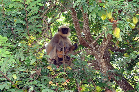 abe, hanuman, langur, semnopithecus, Hanuman, langur, makak, sidder, stirrede, starfruit træ, frugter, Dharwad, indien, primat, pattedyr, dyr, Asien, natur, dyreliv, tropisk regnskov, bladaben, Skov, nuttet, Thailand, dyr i naturen, træ, ungt dyr, et dyr, dag, dyre temaer, plante, hvirveldyr, vækst, blad, plante del, ingen mennesker, grøn farve, udendørs, dyre familie, 2K, CC0, offentligt domæne, royaltyfrie