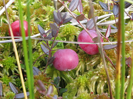 cranberry, beri, buah, merah, musim gugur, rawa, makanan, makanan dan minuman, makan sehat, kesegaran, menanam, pertumbuhan, merapatkan, alam, hari, tidak ada orang, kesejahteraan, pohon, keindahan di alam, di luar rumah, bagian tanaman, fokus pada latar depan, daun, pertanian, matang, 4K, CC0, domain publik, bebas royalti