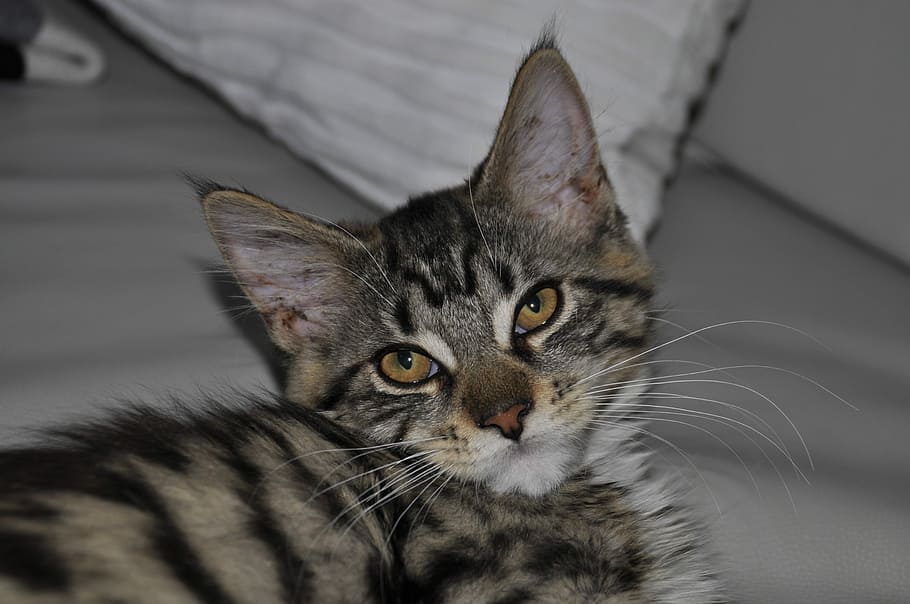 Katze, Mainecoon, Katze, Amerikanische Waldkatze, Hauskatze, Haustiere, katzenartig, ein Tier, Tierthemen, inländisch, Tier, Säugetier, Porträt, Kamera betrachten, Whisker, Nahansicht, keine Leute, drinnen, Fokus auf den Vordergrund, Tierkörperteil, Entspannung, Wirbeltier, Tierkopf, Tierauge, gelbe Augen, tabby, 2K