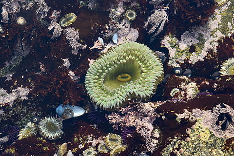 Tidevannsbasseng, sjøanemone, Strand, rock pool, skapning, shell, sjøliv, natur, dyr, ingen folk, dyr i naturen, dyreliv, vekst, piggete, dyre temaer, høy vinkel visning, dag, anlegg, hav, ett dyr, nærbilde, virvelløse, skjønnhet i naturen, vann, under vann, saftig plante, grønn farge, utendørs, undersjøiske, marine, 4K, CC0, offentlig domene, opphavsrett gratis