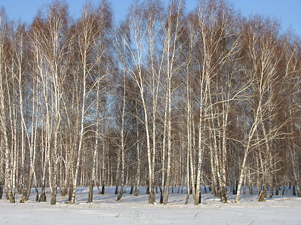 forest, winter, birch, snow, cold temperature, tree, plant, bare tree, land, tranquility, beauty in nature, scenics - nature, tranquil scene, nature, field, non-urban scene, no people, landscape, environment, day, sky, outdoors, 2K, CC0, public domain, royalty free