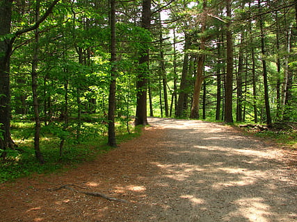 trilha, caminho, arvores, caminhada, parque, natureza, árvore, plantar, floresta, terra, direção, tranquilidade, o caminho a seguir, beleza na natureza, crescimento, cena tranquila, luz solar, cena não urbana, scenics - natureza, ninguém, dia, cor verde, estrada, sombra, ao ar livre, bambu - planta, 2K, CC0, domínio público, royalty free