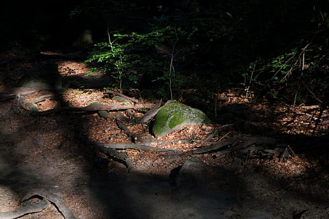 skog, sti, trær, landskap, skogssti, natur, humør, grønn, borte, solrefleksjon, sommer, romantisk, lys og skygge, hvile, på farten, stein, fotturer, idylliske, stille, ingen folk, natt, utendørs, nærbilde, tre, anlegg, vekst, land, dag, sollys, plante del, grønn farge, blad, fast, ro, felt, høy vinkel visning, skygge, skitt, 4K, CC0, offentlig domene, opphavsrett gratis