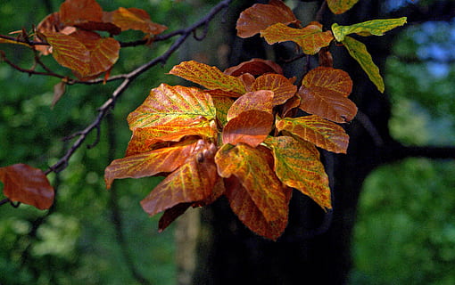 fullatge, fulles de faig, arbre, faig, primer pla, planta, verd, naturalesa, tardor, humor, toc de tardor, ramita, taronja, groc, full, part de la planta, bellesa a la natura, centrar-se en primer pla, canvi, color taronja, creixement, dia, cap gent, branca, a l'aire lliure, vulnerabilitat, fulles, vena de la fulla, fragilitat, fulla d'auró, condició natural, 2K, CC0, domini públic, lliure de regalies