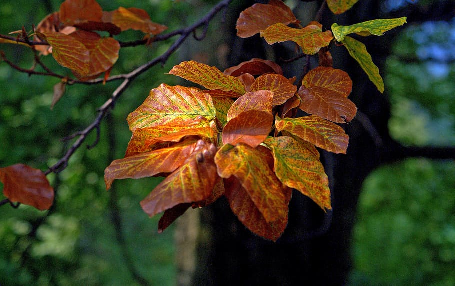 fullatge, fulles de faig, arbre, faig, primer pla, planta, verd, naturalesa, tardor, humor, toc de tardor, ramita, taronja, groc, full, part de la planta, bellesa a la natura, centrar-se en primer pla, canvi, color taronja, creixement, dia, cap gent, branca, a l'aire lliure, vulnerabilitat, fulles, vena de la fulla, fragilitat, fulla d'auró, condició natural, 2K