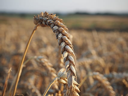 trigo, eixos, marca, focar em primeiro plano, fechar-se, agricultura, terra, colheita, campo, planta de cereais, dia, natureza, plantar, panorama, ninguém, crescimento, cena rural, Fazenda, corda, foco seletivo, ao ar livre, beleza na natureza, plantação, 4K, CC0, domínio público, royalty free