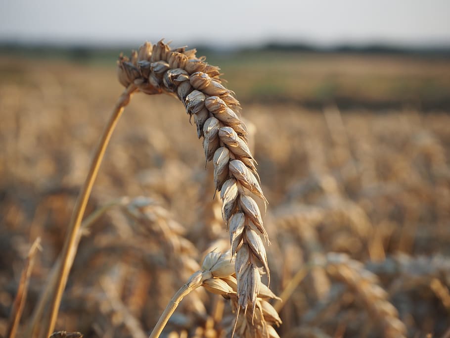 blat, eixos, senyal, centrar-se en primer pla, primer pla, agricultura, terra, cultiu, camp, planta de cereals, dia, naturalesa, planta, paisatge, cap gent, creixement, escena rural, granja, corda, enfocament selectiu, a l'aire lliure, bellesa a la natura, plantació, 4K
