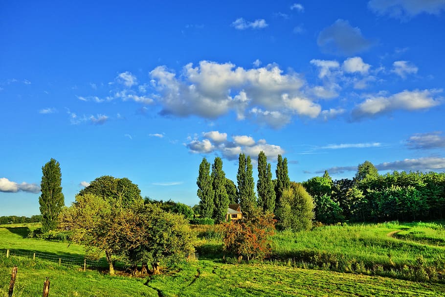 verde, erbe, alberi, all'aperto, paesaggio, campagna, i campi, agriturismo, cieli blu, estate, middelpolder, Amstelveen, Olanda, pianta, cielo, albero, crescita, ambiente, bellezza nella natura, colore verde, scena tranquilla, scenics - natura, terra, campo, la tranquillità, nuvola - cielo, natura, nessuno, giorno, agricoltura, scena rurale, 4K