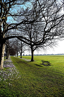 sky, blue, cloud, clouds, white, flowers, background, branch, tree, bench, park, sitting, relaxation, landscape, grass, green, sun, plant, field, land, beauty in nature, green color, nature, tranquility, scenics - nature, tranquil scene, growth, bare tree, day, environment, no people, outdoors, park bench, 1080P, CC0, public domain, royalty free