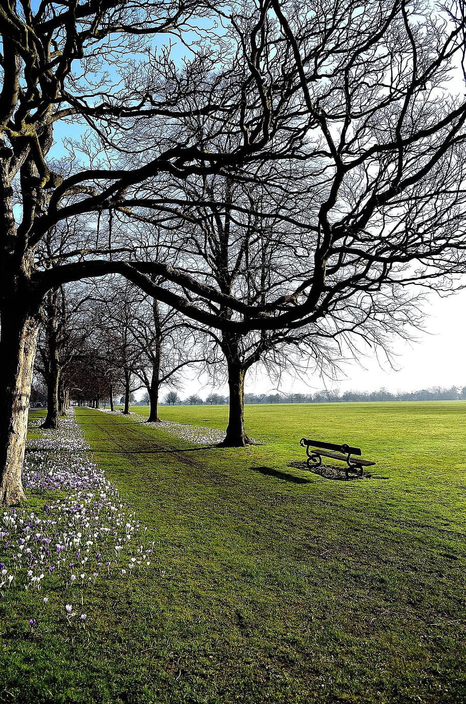 sky, blue, cloud, clouds, white, flowers, background, branch, tree, bench, park, sitting, relaxation, landscape, grass, green, sun, plant, field, land, beauty in nature, green color, nature, tranquility, scenics - nature, tranquil scene, growth, bare tree, day, environment, no people, outdoors, park bench, 1080P
