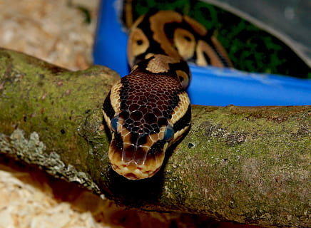 had, krajta, mojave, terárium, zavřít, zvířat, jednoho zvířete, zvíře, zvířata ve volné přírodě, plaz, obratlovců, detail, nikdo, část těla zvířete, selektivní zaměření, zvířecí hlavy, zvířata v zajetí, Příroda, přírodní vzor, venku, den, zaměřit se na popředí, označení zvířat, námořní, 1080P, CC0, veřejná doména, bez autorských práv