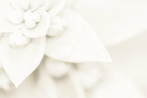 têxtil branco, leve, Casamento, lírio, fundo, flor, padronizar, abstrato, hääaiheinen, plantar, morno, branco, mate, papel de parede, cor branca, fechar-se, ninguém, dentro de casa, frescura, beleza na natureza, celebração, luxo, natureza, joalheria, planta com flores, copie o espaço, jóia da pérola, riqueza, elegância, foco seletivo, simplicidade, 4K, CC0, domínio público, royalty free