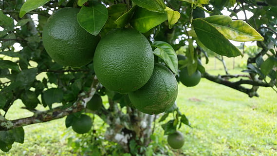 taronges, verd, arbre, fruita, alimentació saludable, menjar, menjar i beguda, planta, part de la planta, full, agricultura, creixement, color verd, frescor, arbre fruiter, naturalesa, cítrics, branca, dia, cap gent, primer pla, a l'aire lliure, orgànic, madur, 5K, CC0, domini públic, lliure de regalies