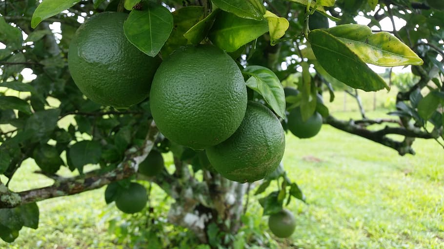 taronges, verd, arbre, fruita, alimentació saludable, menjar, menjar i beguda, planta, part de la planta, full, agricultura, creixement, color verd, frescor, arbre fruiter, naturalesa, cítrics, branca, dia, cap gent, primer pla, a l'aire lliure, orgànic, madur, 5K
