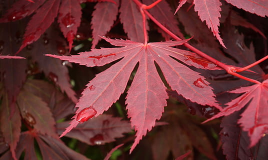 folha, clone, vermelho, gotas, Primavera, parte da planta, plantar, outono, beleza na natureza, fechar-se, crescimento, natureza, mudança, ninguém, solta, folha de Carvalho, sai, dia, focar em primeiro plano, ao ar livre, árvore de bordo, agua, molhado, condição natural, orvalho, gota de chuva, 2K, CC0, domínio público, royalty free