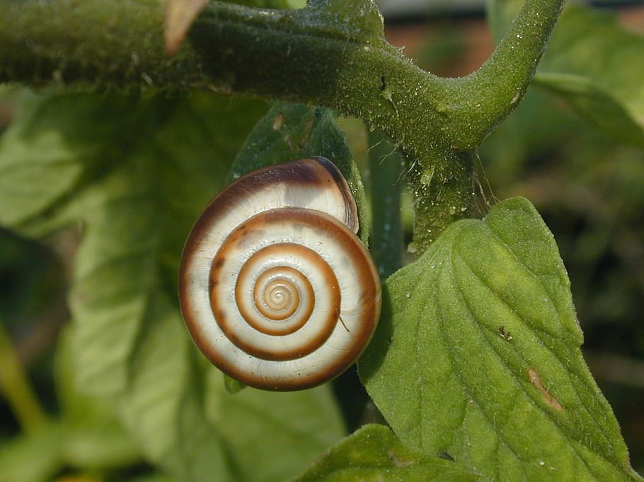 cargol, closca, animal, closca de cargol, cargol, shell, mol·lusc, espiral, nautilus, la vida, aquàtics, invertebrat, hèlix, forma, planta, fulles, naturalesa, viscós, rastreig, gasteròpode, primer pla, macro, closca d’animals, vida salvatge, slug, animals i mascotes, lent, marró, un animal, full, fauna animal, temes d'animals, animals a la natura, part de la planta, cap gent, centrar-se en primer pla, color verd, a l'aire lliure, 1080P
